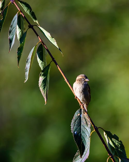 短喙棕鸟在树枝中的选择性聚焦摄影 · 免费素材图片