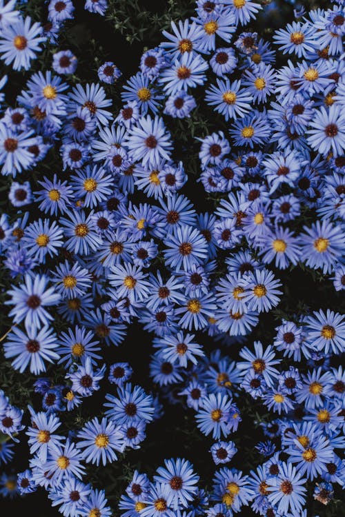 蓝花瓣 · 免费素材图片