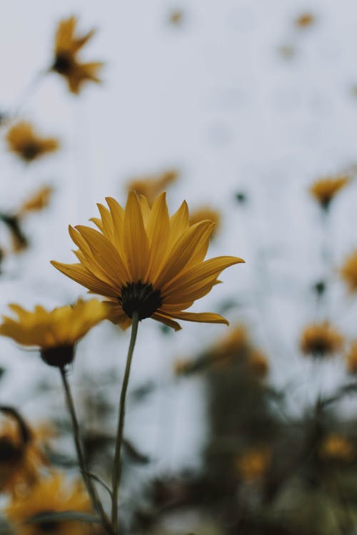 黄花瓣 · 免费素材图片
