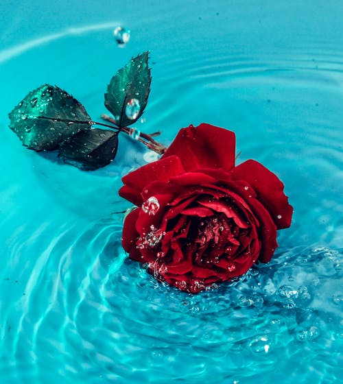 在水体上的红玫瑰花朵 · 免费素材图片
