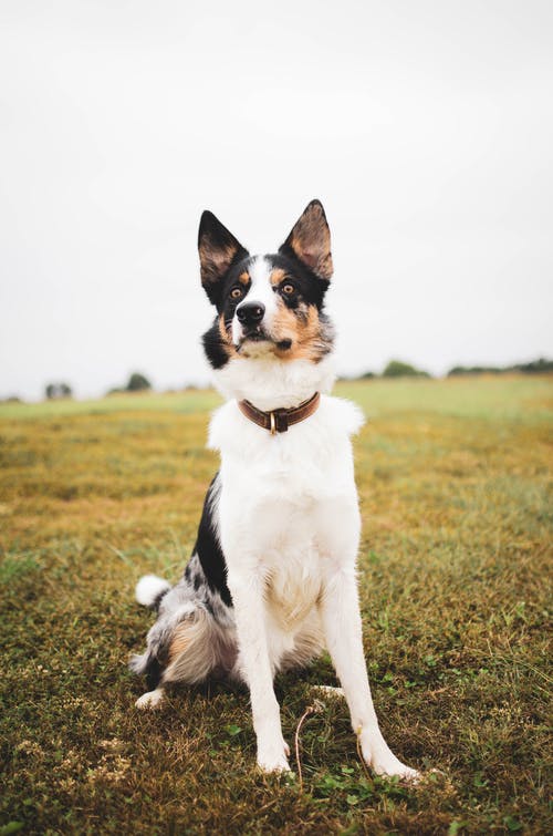 边境牧羊犬狗独自坐在草地上的照片 · 免费素材图片