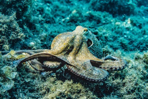 章鱼的选择性聚焦摄影 · 免费素材图片