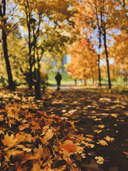 干燥的枫树叶在地面上的特写镜头 · 免费素材图片