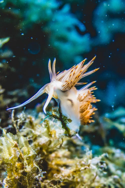 水下的白色和米色海软体动物的特写 · 免费素材图片