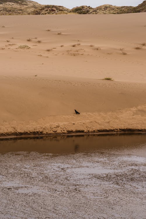 孤独的鸟，在靠近河的布朗桑迪河岸上 · 免费素材图片