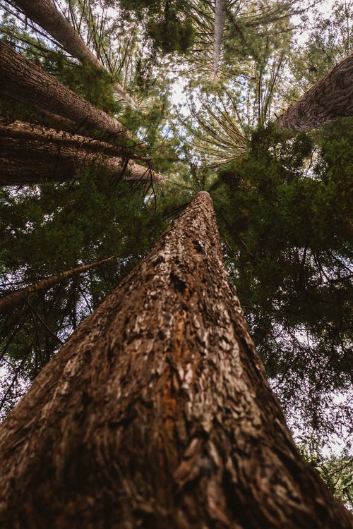 针叶树的低角度摄影 · 免费素材图片