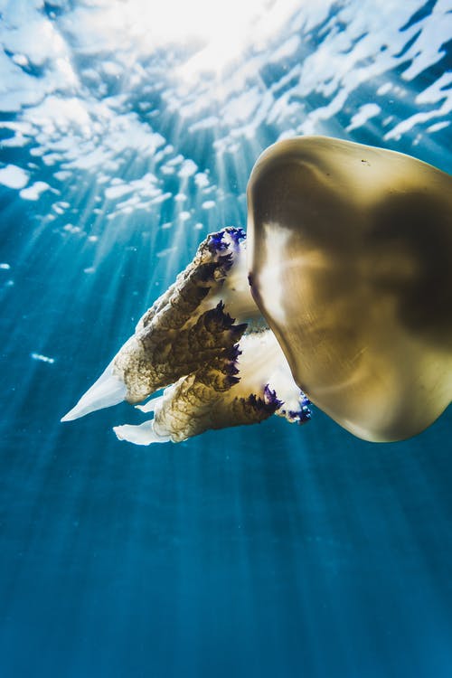 海洋生物摄影 · 免费素材图片