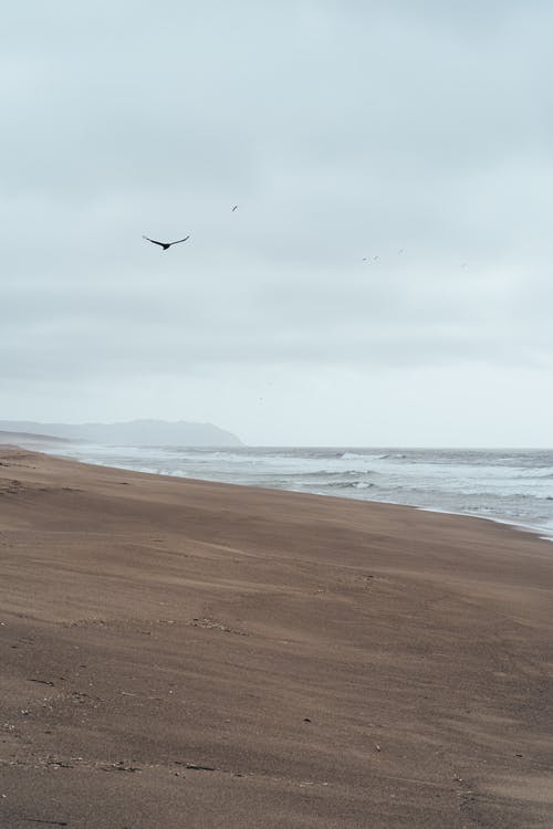 在灰色的天空下蓝色的大海沙滩上飞过的鸟 · 免费素材图片