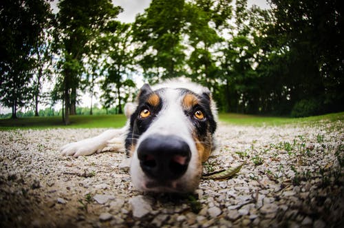 短涂白色，黑色和棕色狗躺在地上的特写照片 · 免费素材图片