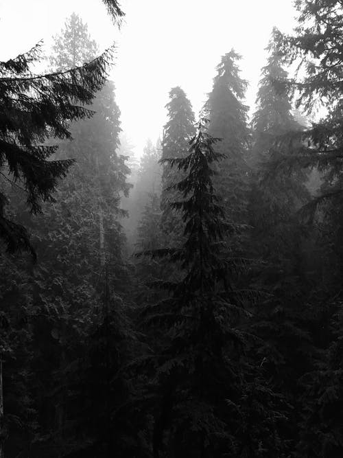 被雾包围的森林照片 · 免费素材图片
