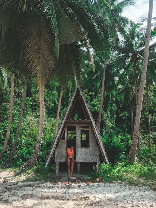 棕榈树下的小屋 · 免费素材图片