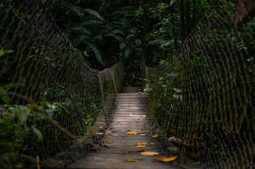 空木桥的照片 · 免费素材图片