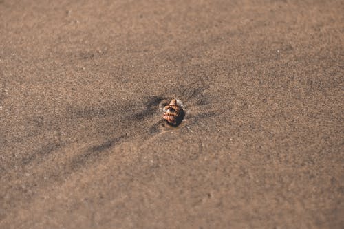 棕色和黑色壳在沙滩上 · 免费素材图片