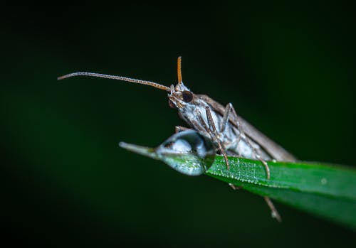 灰色昆虫特写摄影 · 免费素材图片