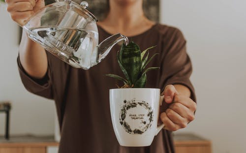 杯中的女人浇水植物 · 免费素材图片