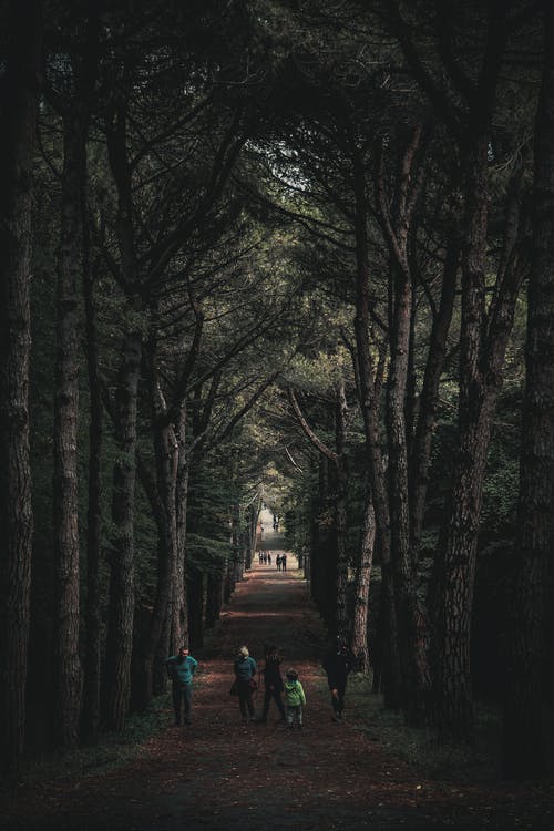 在树木之间的土路上行走的人 · 免费素材图片