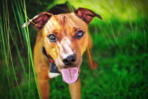 短涂棕狗摄影 · 免费素材图片