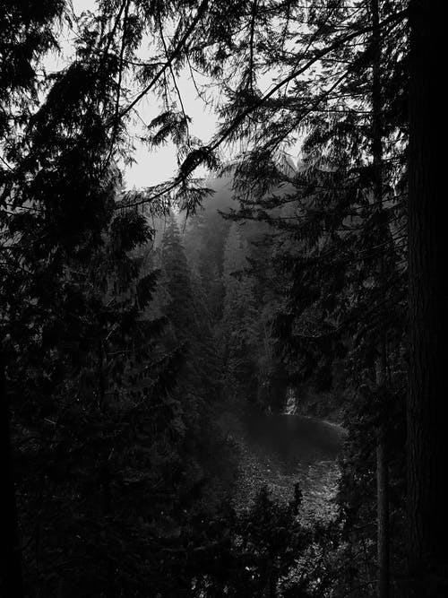 森林的单色照片 · 免费素材图片