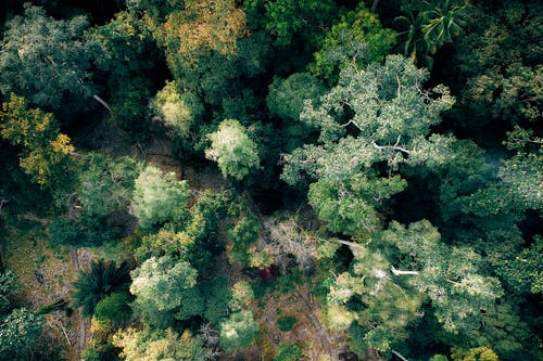 高大的树木 · 免费素材图片