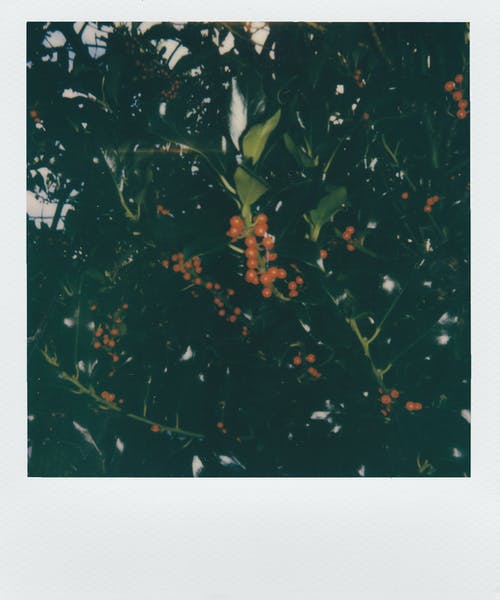 圆形橙色水果 · 免费素材图片