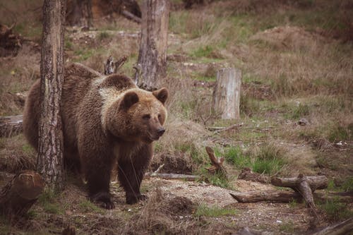 棕熊 · 免费素材图片