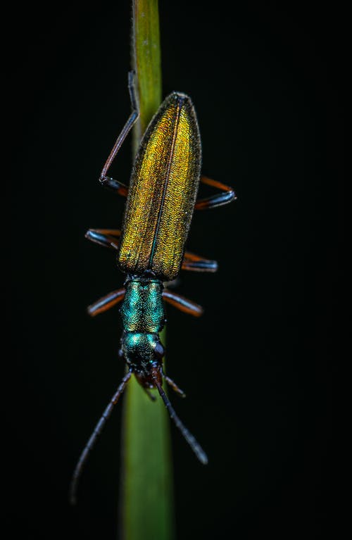 甲虫的marco摄影 · 免费素材图片