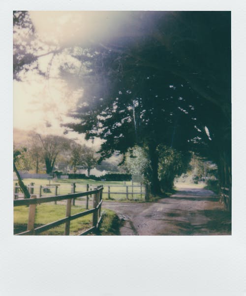 绿叶树 · 免费素材图片