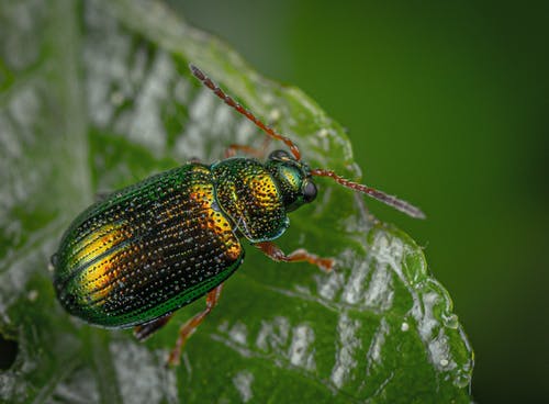 绿色和黑色昆虫的特写摄影 · 免费素材图片