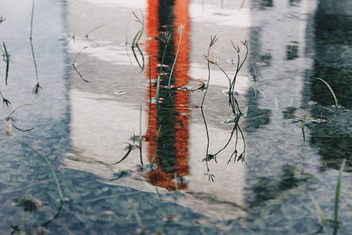 水生植物 · 免费素材图片
