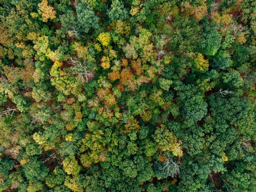 绿红黄叶树木的航拍 · 免费素材图片