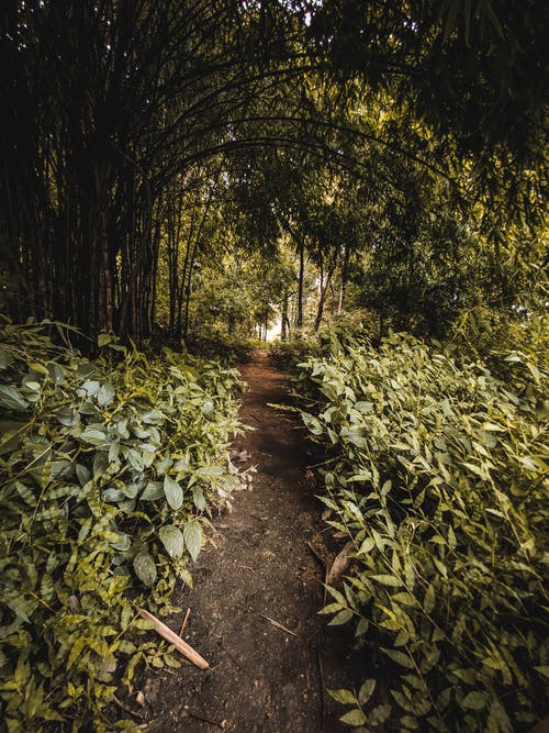 植物和树木附近的通路照片 · 免费素材图片