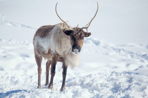 驯鹿在雪地上的照片 · 免费素材图片