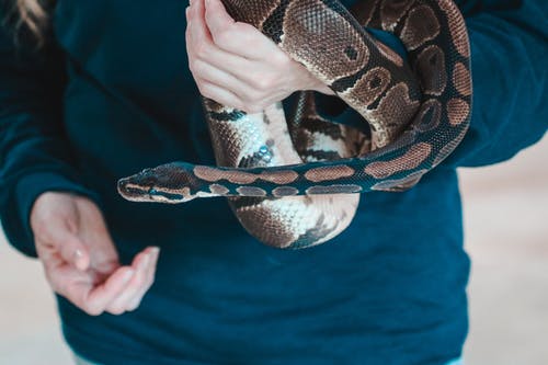 人控股蛇 · 免费素材图片