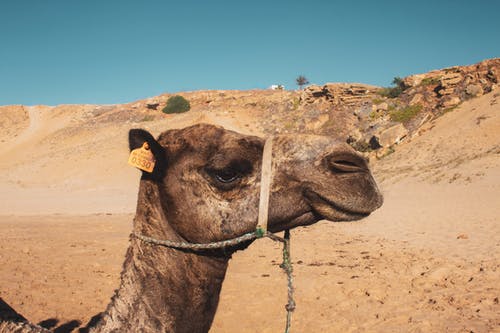 特写镜头中的骆驼头 · 免费素材图片