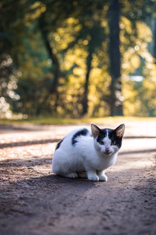 猫的低角度照片 · 免费素材图片