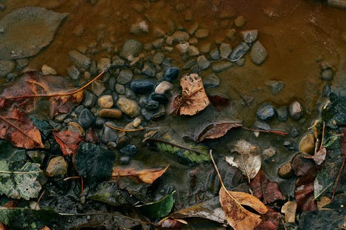石头和湿地上的叶子 · 免费素材图片