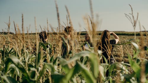 站在玉米田里的人们 · 免费素材图片