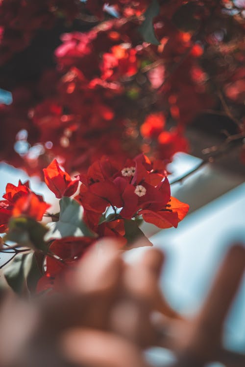 红花瓣 · 免费素材图片