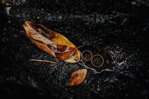 棕色湿的叶子 · 免费素材图片
