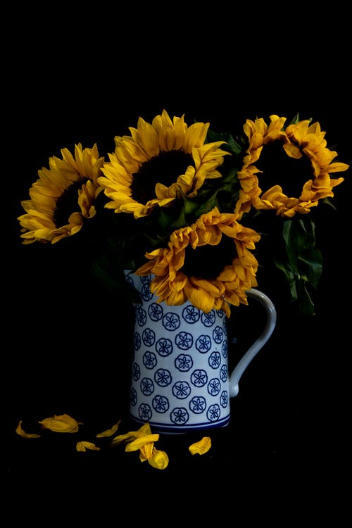 在黑色背景上的花瓶里的向日葵照片 · 免费素材图片