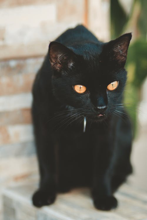 黑色短毛猫 · 免费素材图片