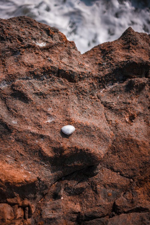壳在巨石上 · 免费素材图片