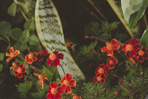 红色花朵和绿色的树叶 · 免费素材图片