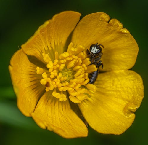 黑蜂在黄色花瓣上的花 · 免费素材图片