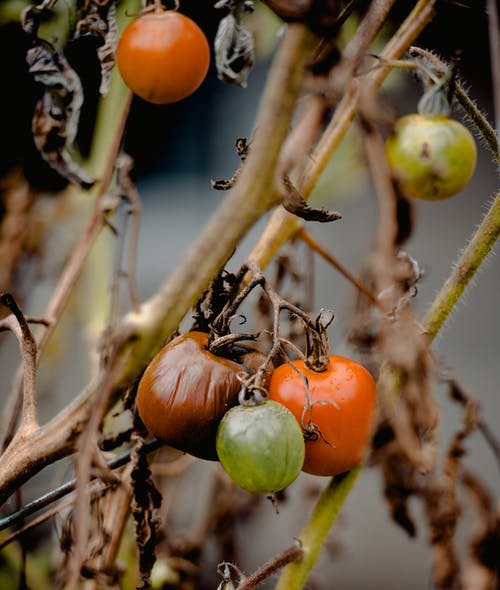 番茄树 · 免费素材图片