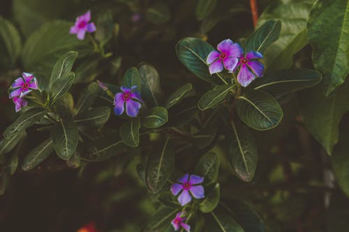 紫色和绿色的叶子植物 · 免费素材图片