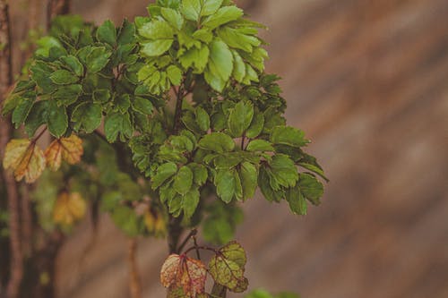 绿叶植物 · 免费素材图片