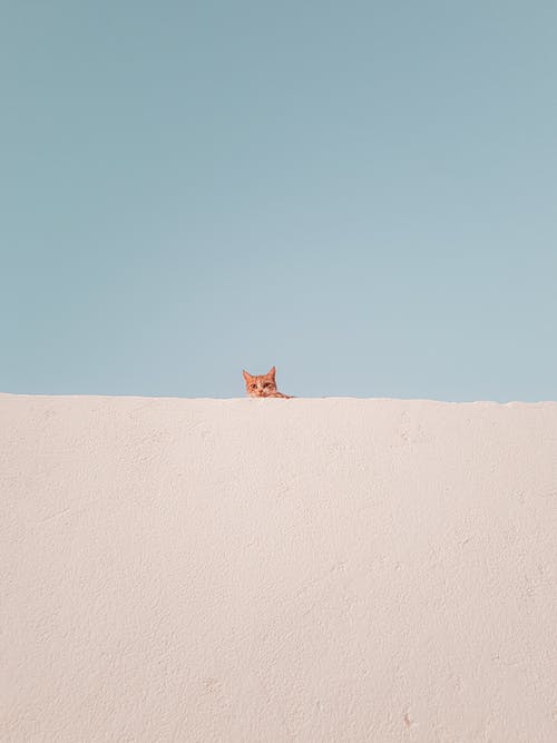 偷看小猫 · 免费素材图片