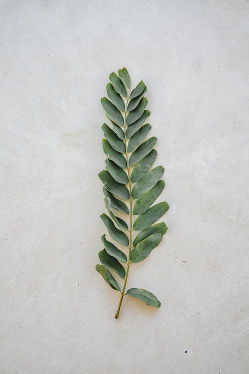 绿叶 · 免费素材图片