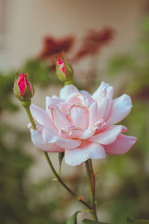 一朵花的特写摄影 · 免费素材图片